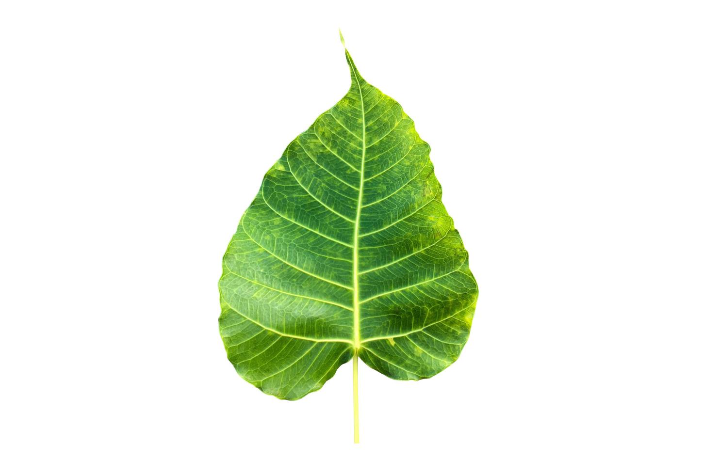 Isolated ficus religiosa leaf with clipping paths. photo