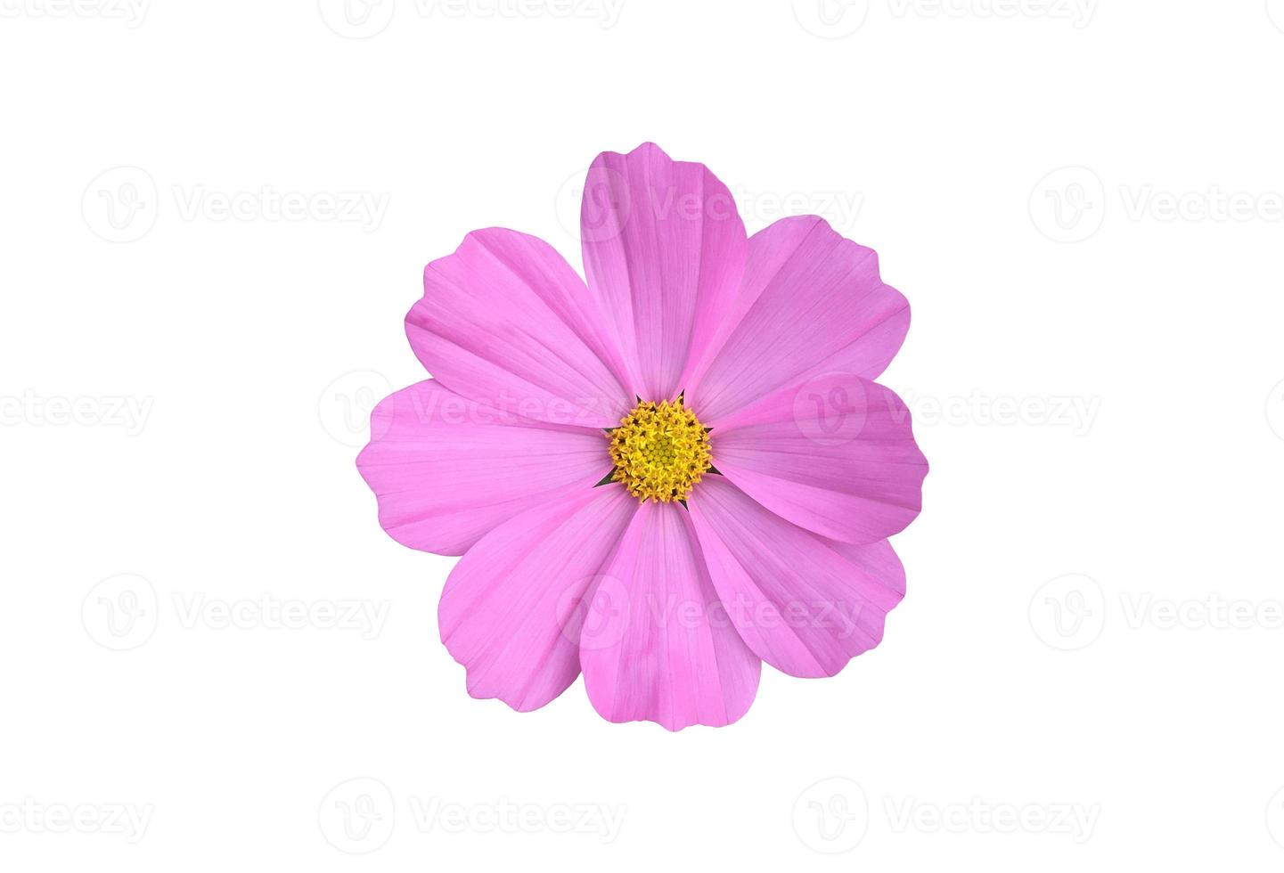 Isolated pink cosmos flower with clipping paths. photo