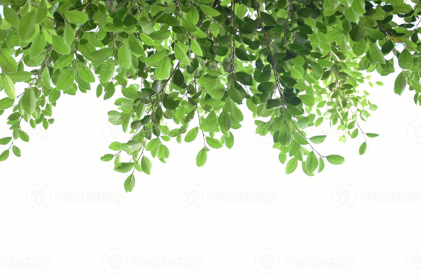 Isolated ficus benjamina branches and leaves with clipping paths. photo