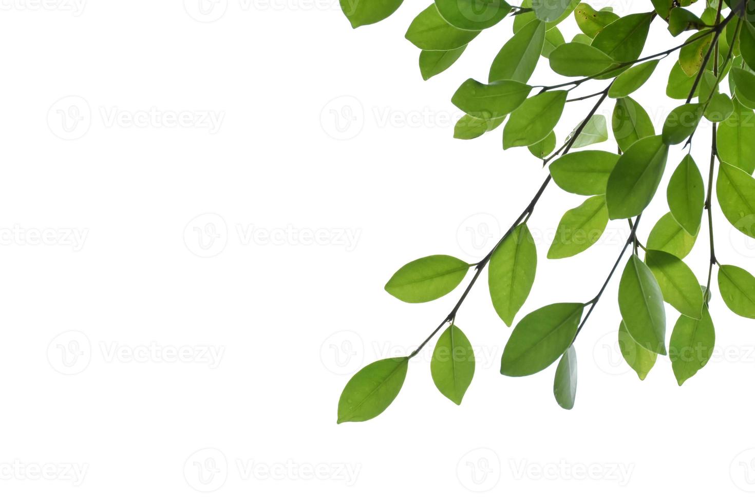 Isolated ficus benjamina branches and leaves with clipping paths. photo