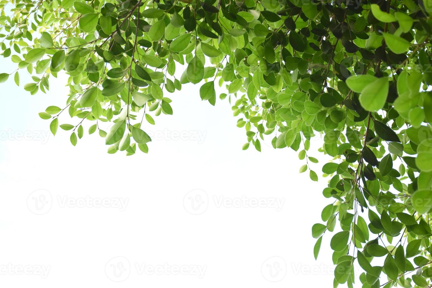 Isolated ficus benjamina branches and leaves with clipping paths. photo