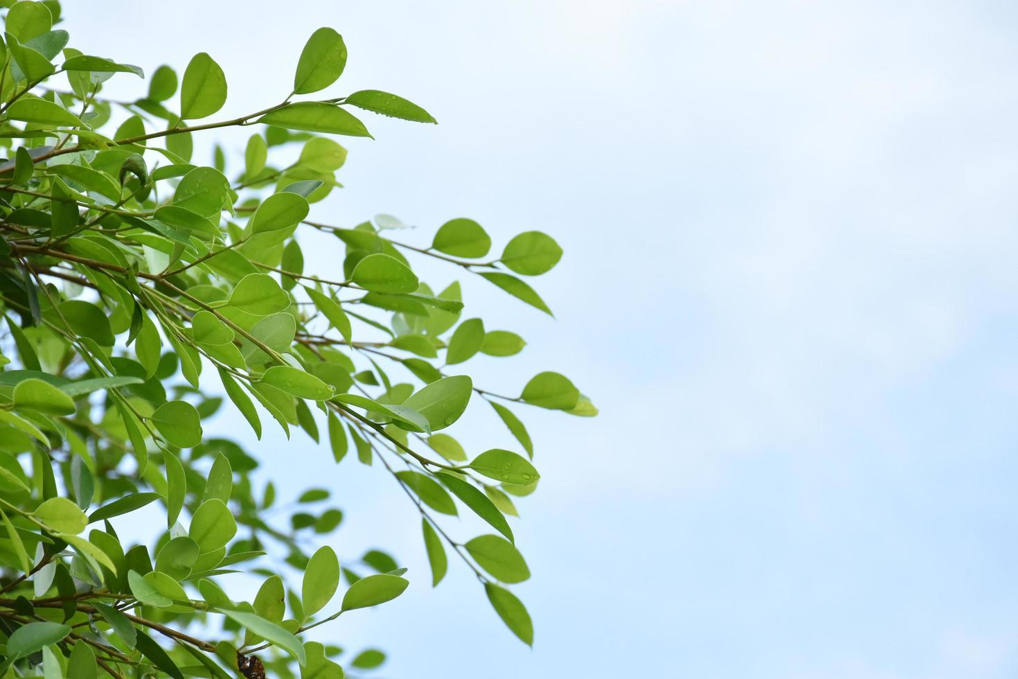 Ficus benjamina branches and leaves with cloudy and bluesky background. photo