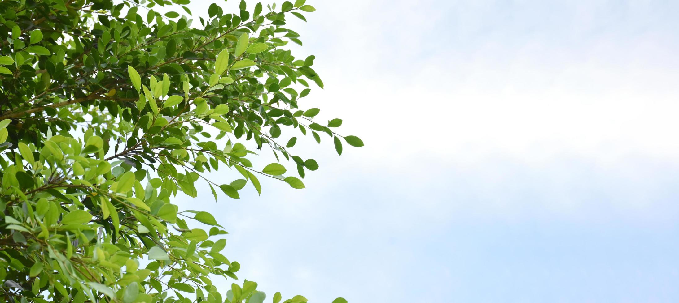 Ficus benjamina branches and leaves with cloudy and bluesky background. photo