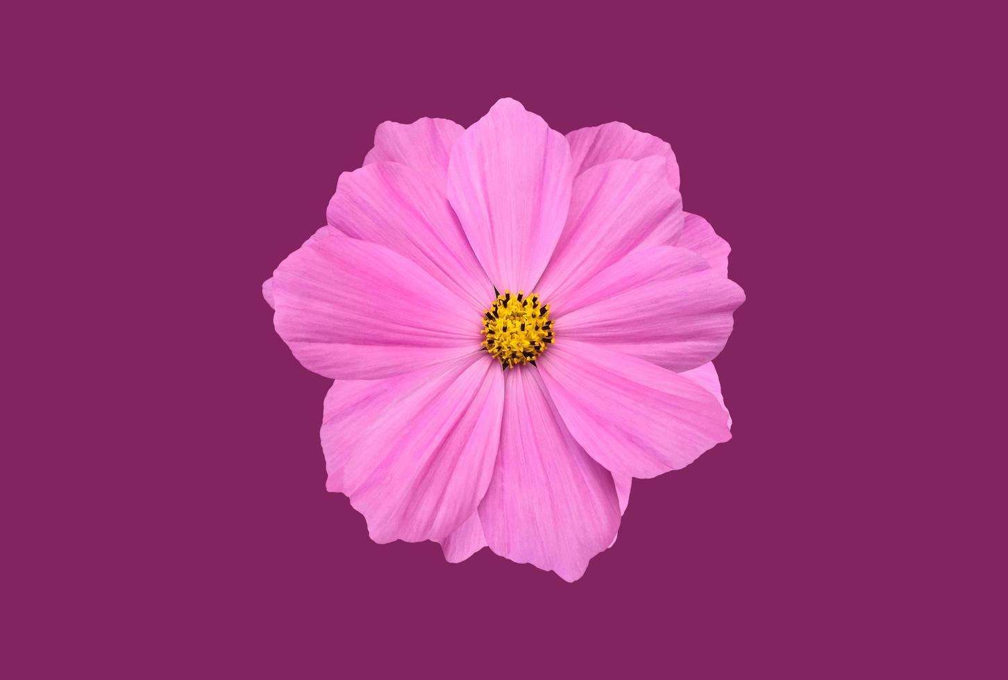 Isolated pink cosmos flower with clipping paths. photo