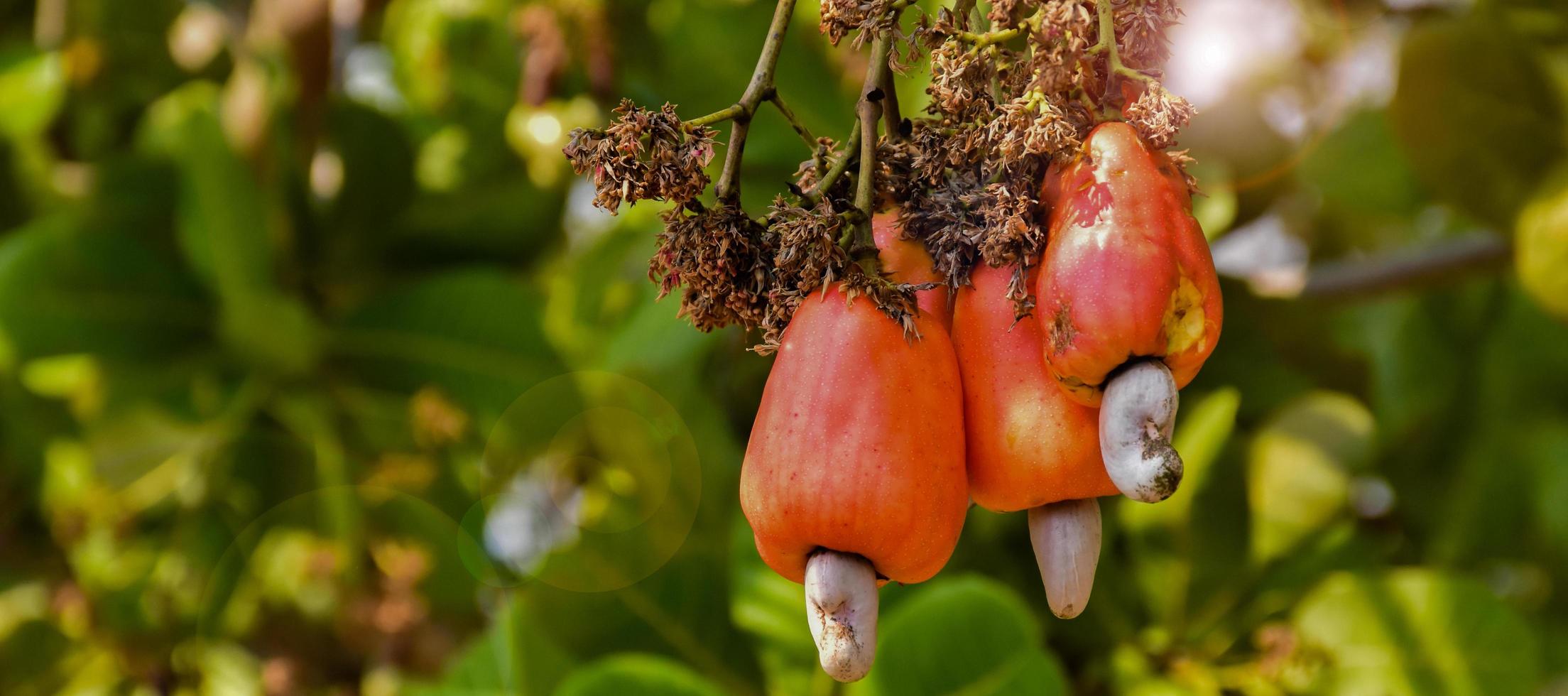 A bunch of cashew apples on a cashew tree. photo