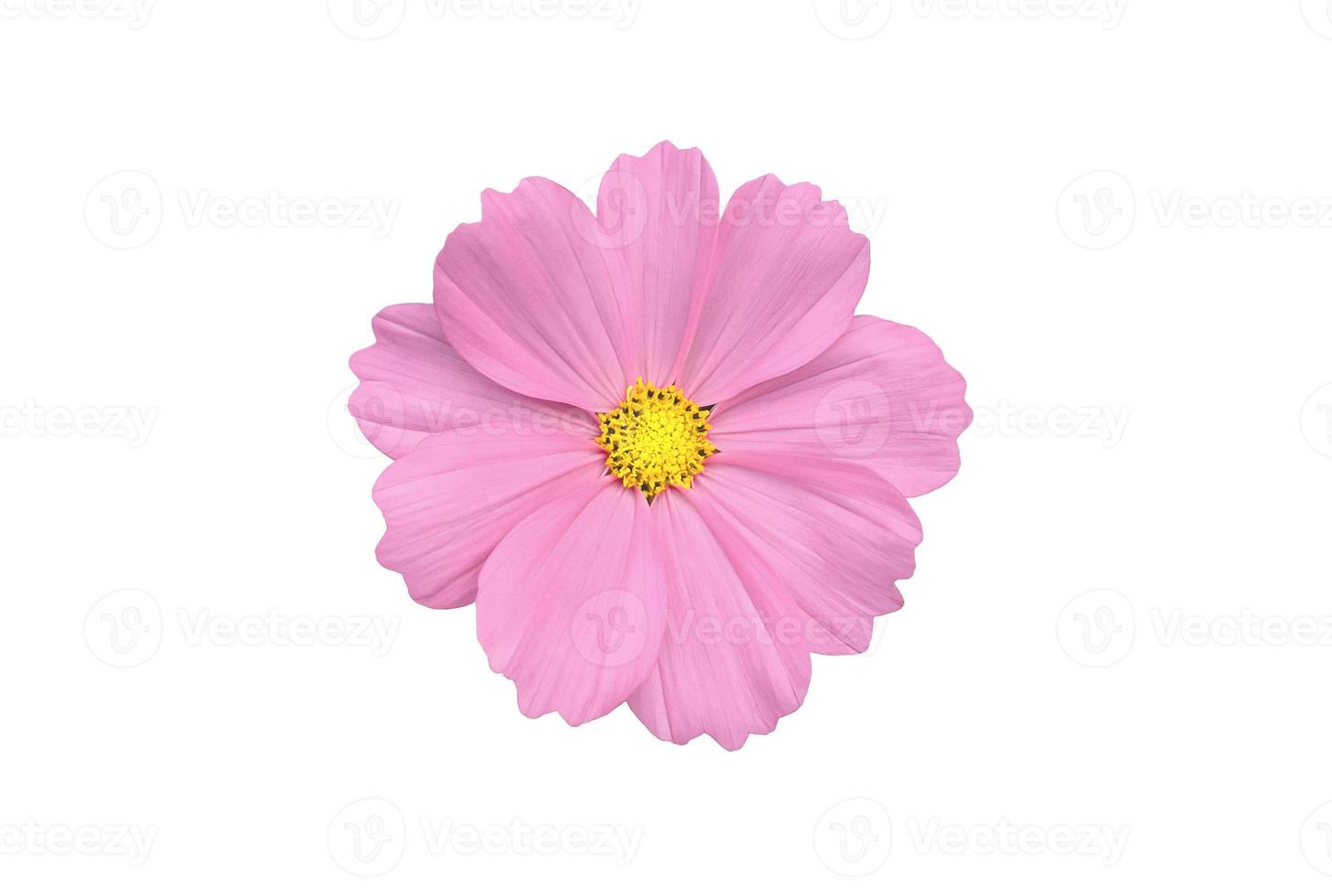 Isolated pink cosmos flower with clipping paths. photo