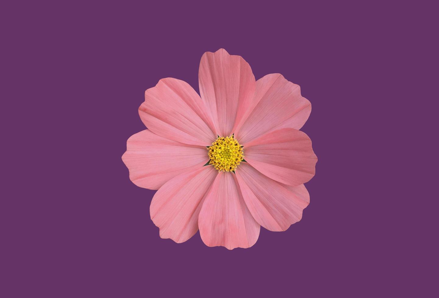 Isolated pink cosmos flower with clipping paths. photo