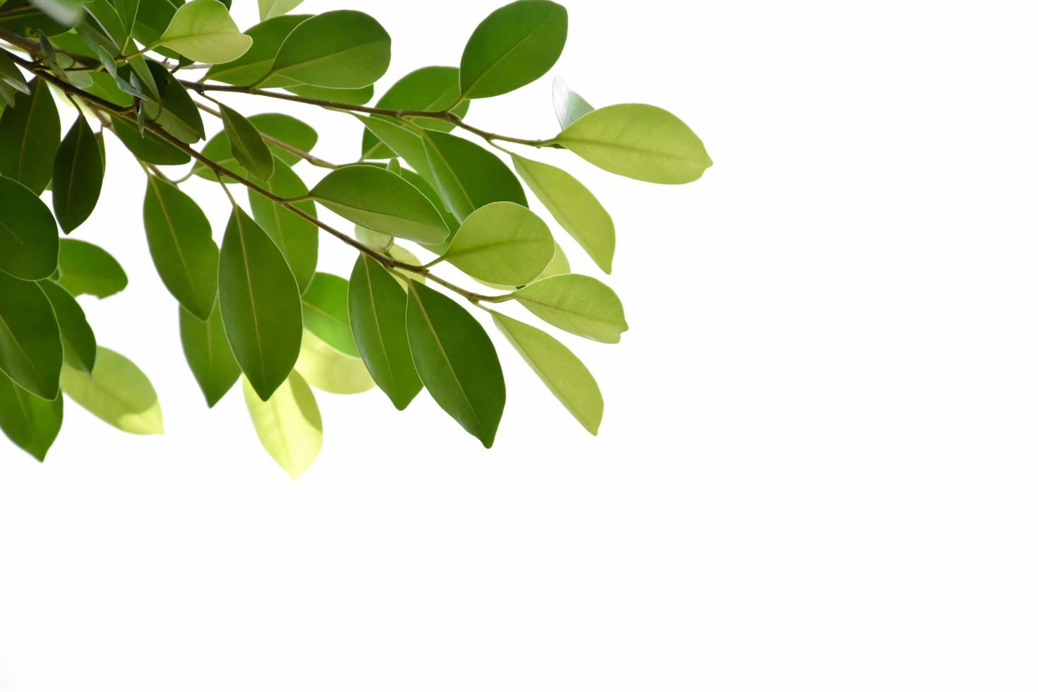 Young and fresh ficus benjamina branches and leaves with clipping paths. photo