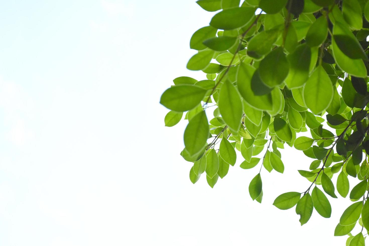 Ficus benjamina branches and leaves with cloudy and bluesky background. photo