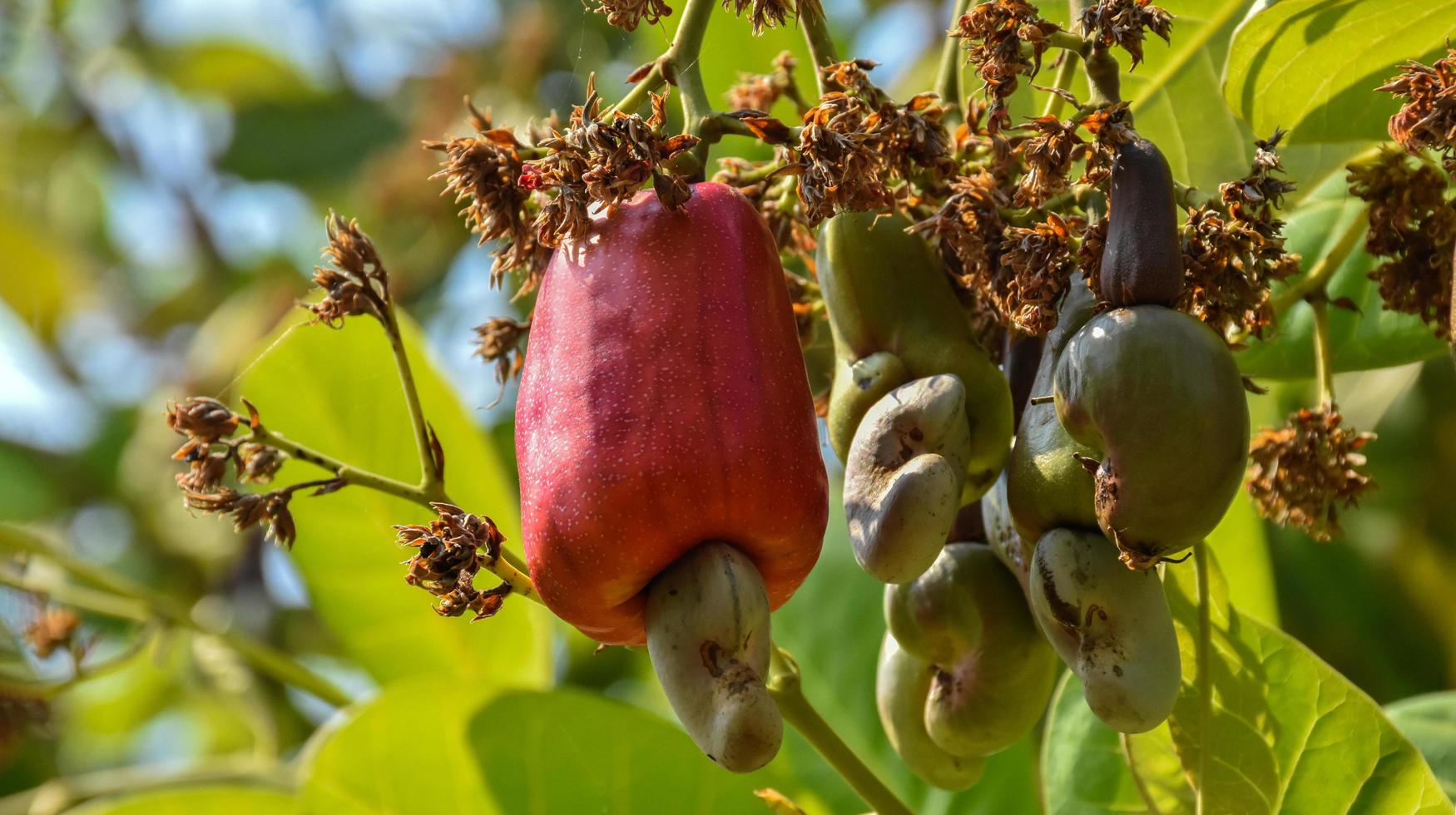 A bunch of cashew apples on a cashew tree. photo