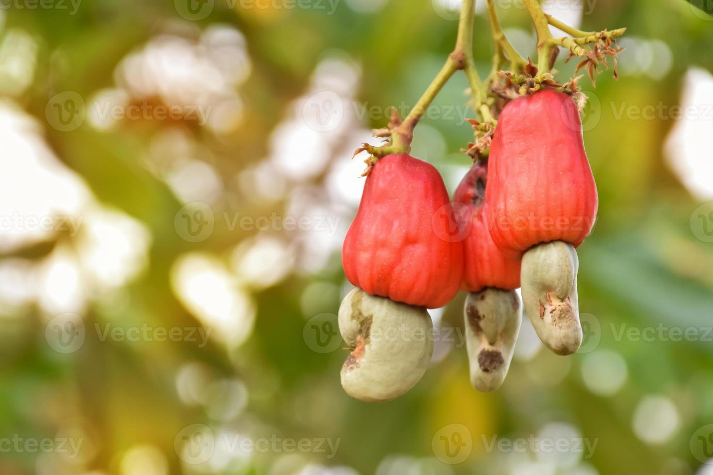 A bunch of cashew apples on a cashew tree. photo