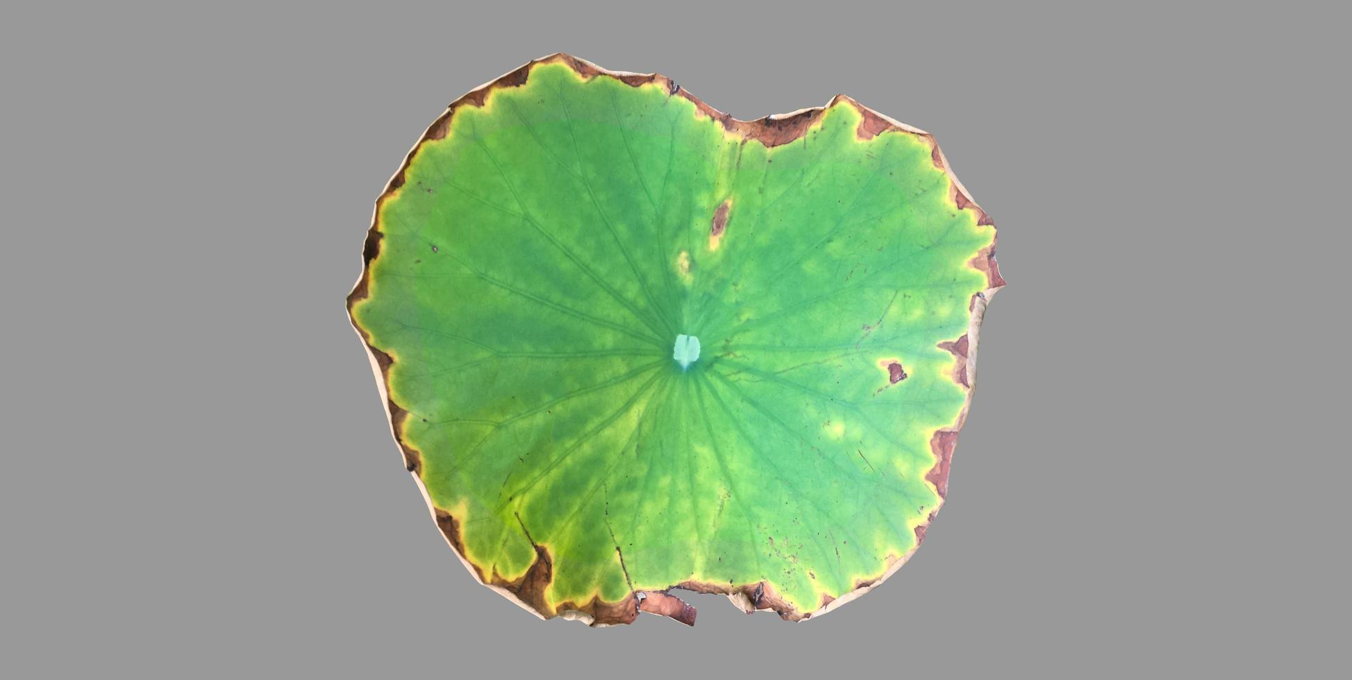 Isolated waterlily or lotus plants with clipping paths. photo