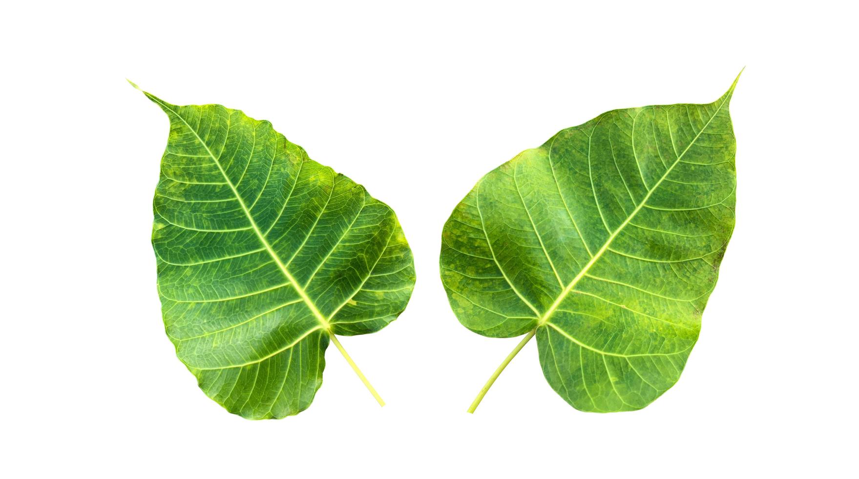Isolated ficus religiosa leaf with clipping paths. photo