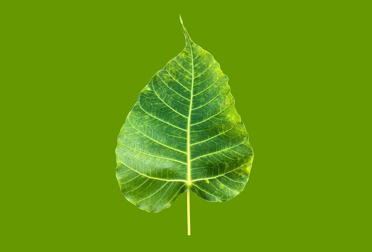 Isolated ficus religiosa leaf with clipping paths. photo