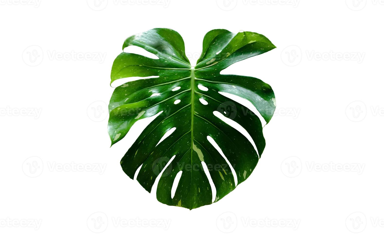 Isolated monstera deliciosa leaf with clipping paths. photo