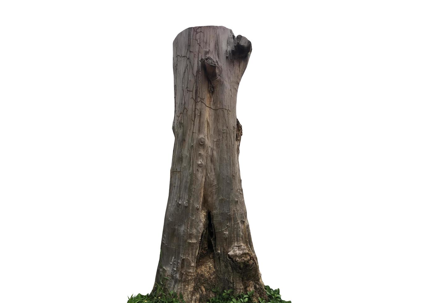 Isolated dead trunk with clipping paths. photo