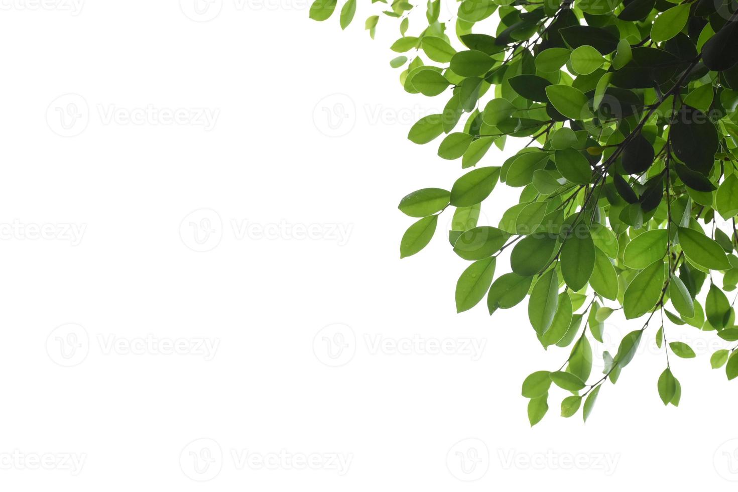 Isolated ficus benjamina branches and leaves with clipping paths. photo