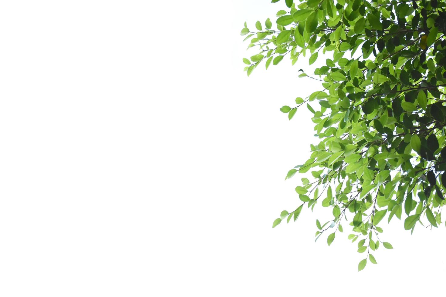 Isolated ficus benjamina branches and leaves with clipping paths. photo