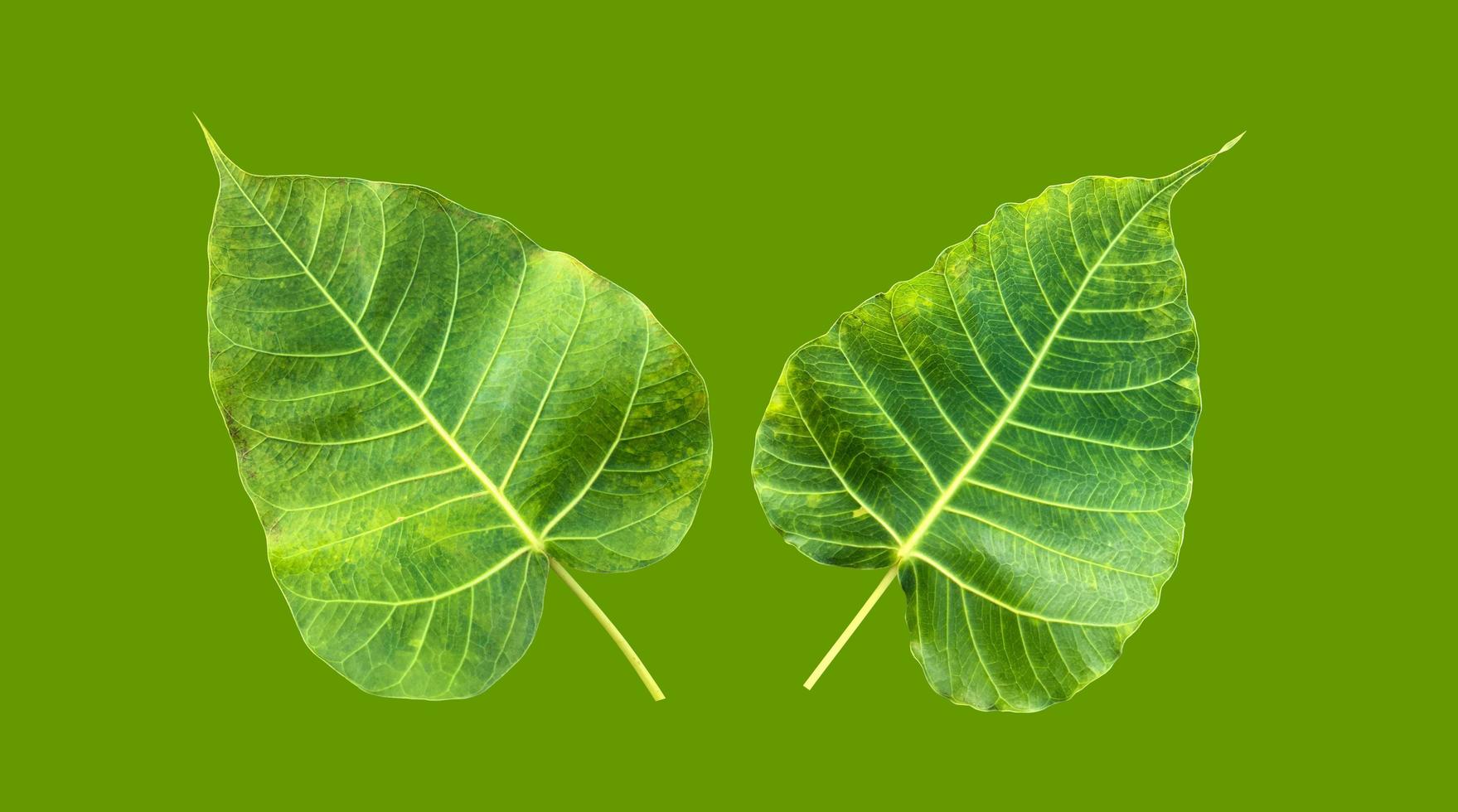 Isolated ficus religiosa leaf with clipping paths. photo