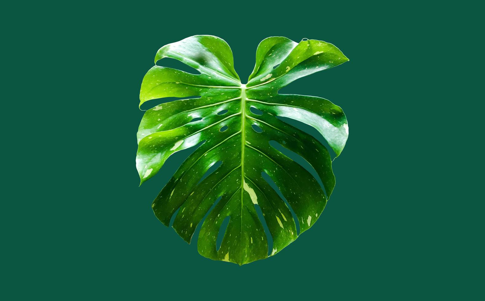 Isolated monstera deliciosa leaf with clipping paths. photo
