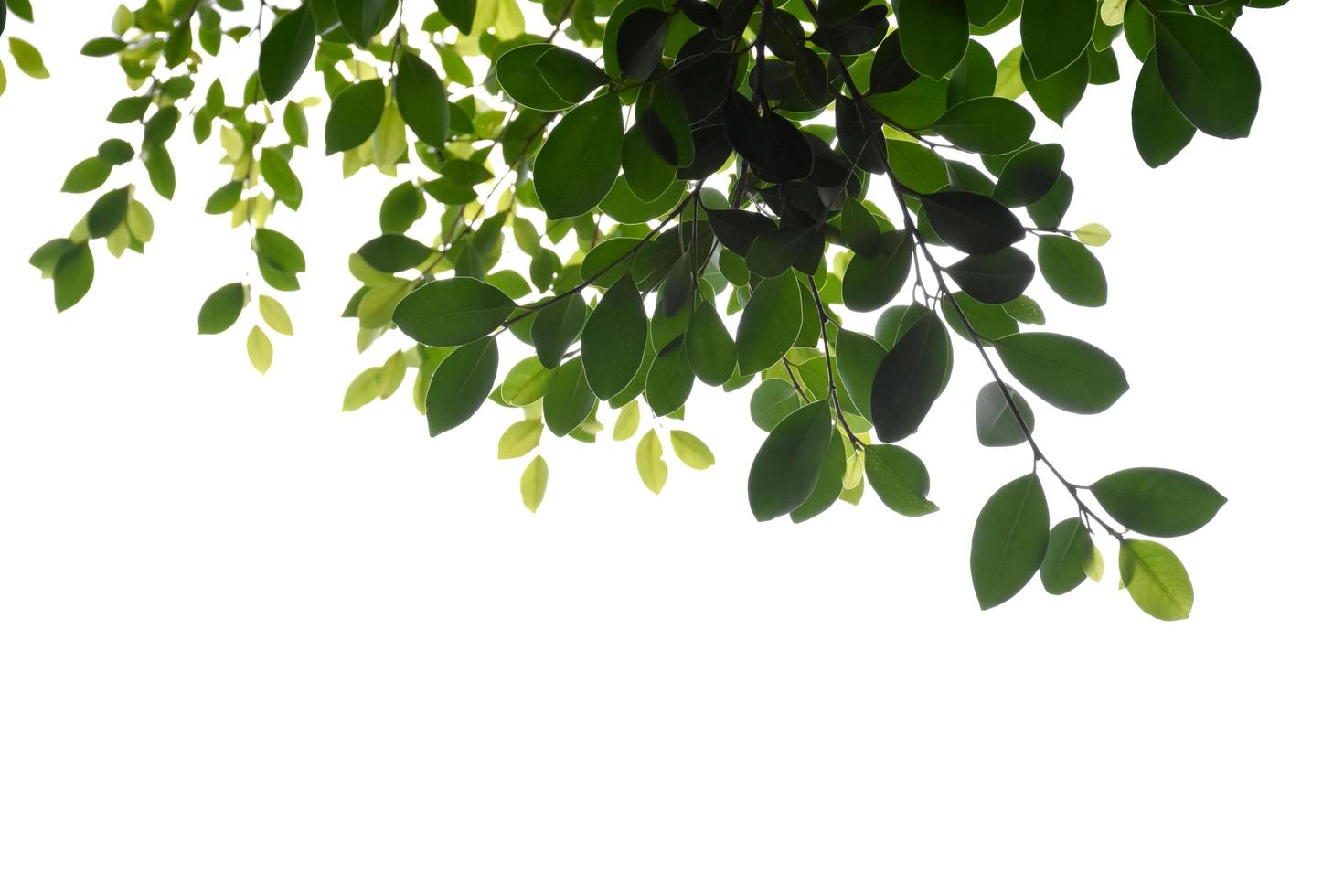 Young and fresh ficus benjamina branches and leaves with clipping paths. photo
