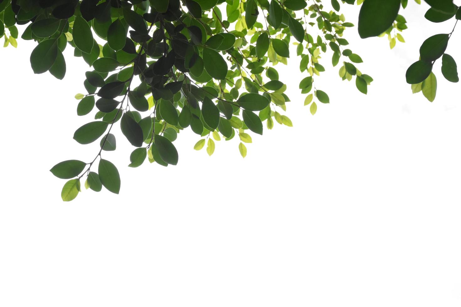Young and fresh ficus benjamina branches and leaves with clipping paths. photo