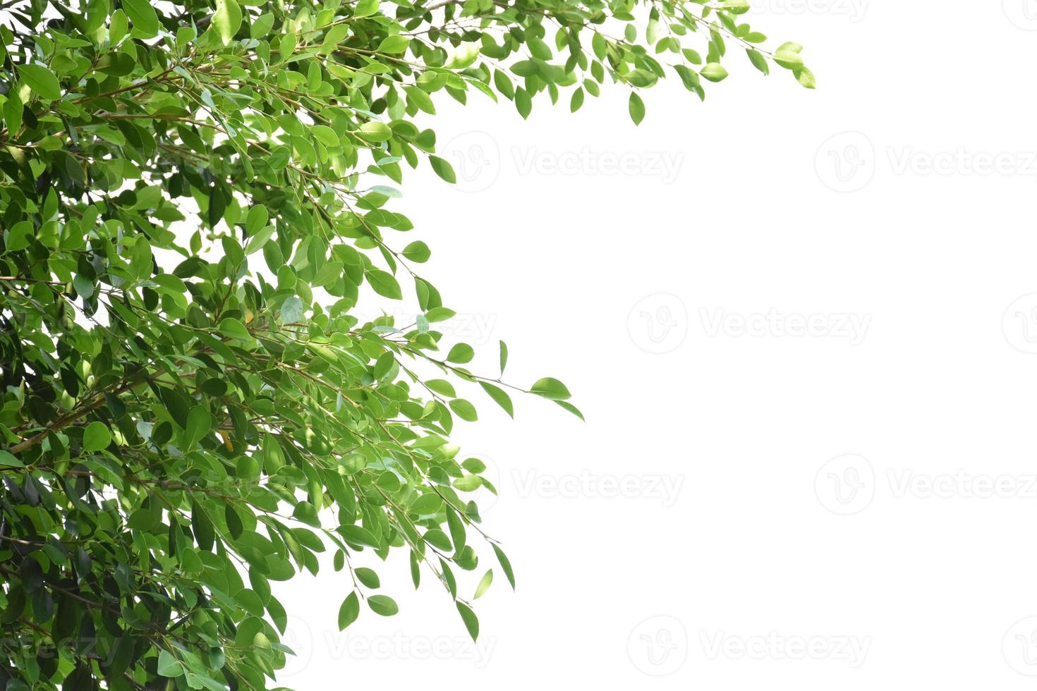 Isolated ficus benjamina branches and leaves with clipping paths. photo