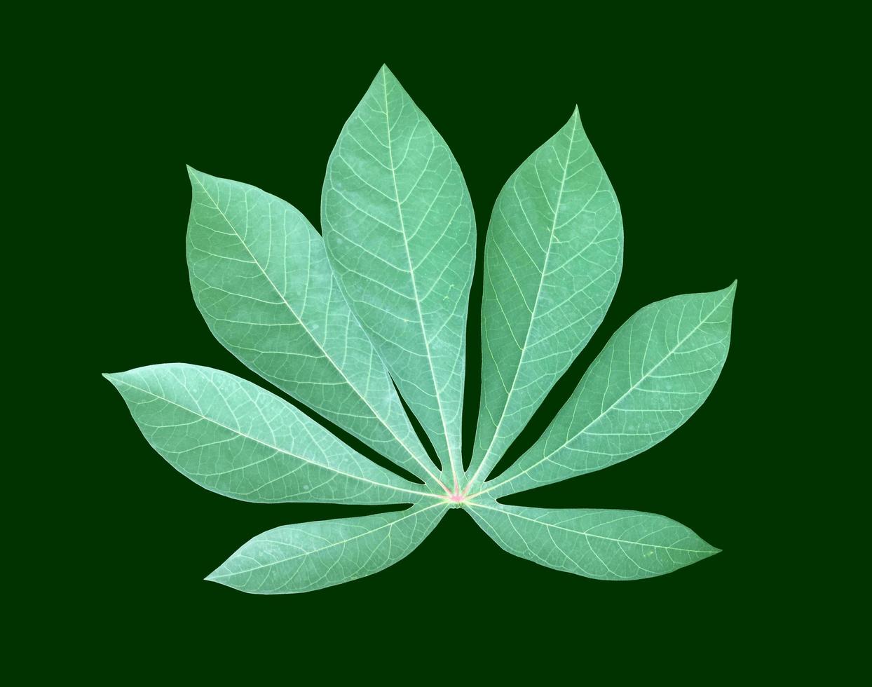 Isolated cassava or tapioca leaf with clipping paths. photo