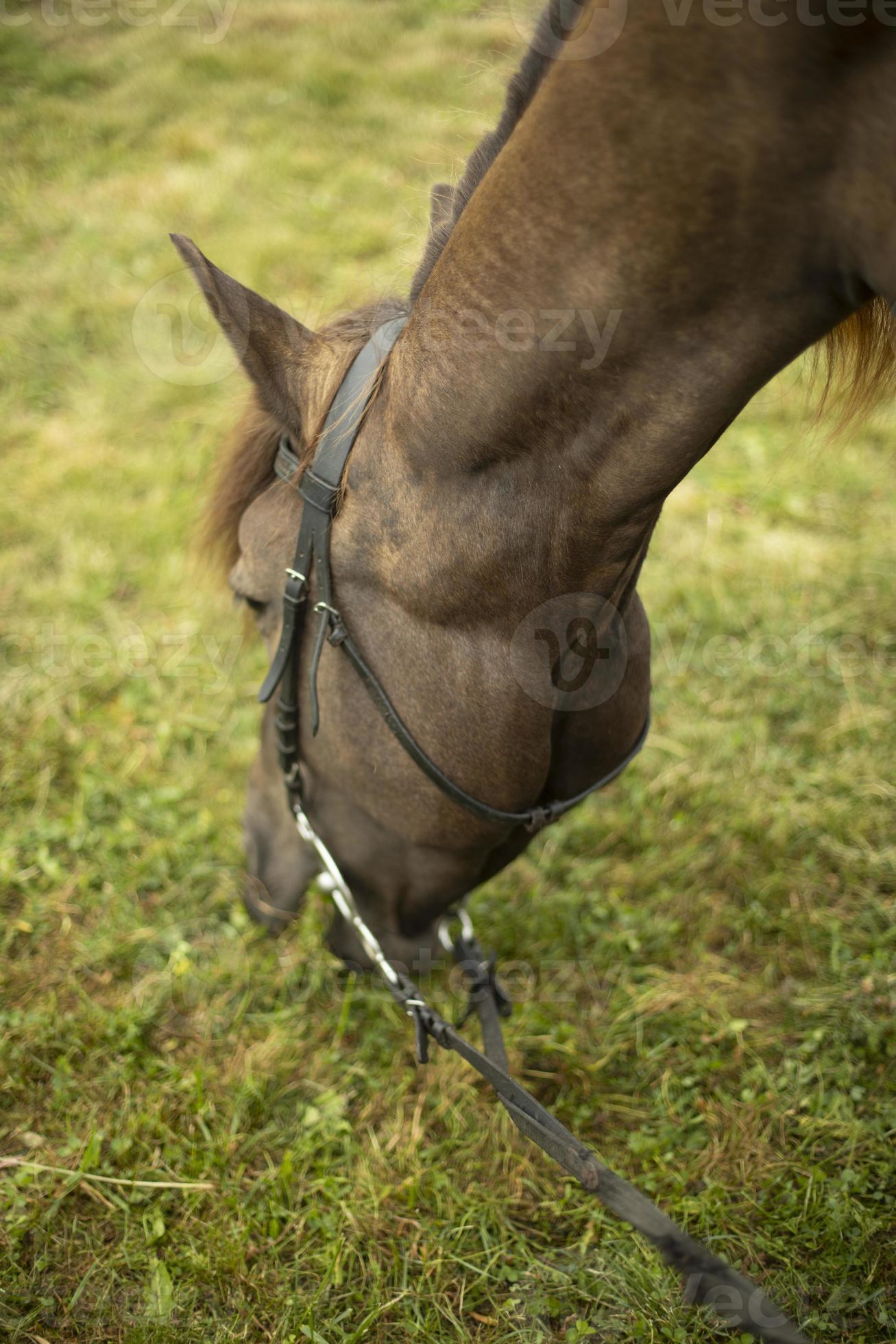 Why Are People Secretly Eating Hay? - ug87467