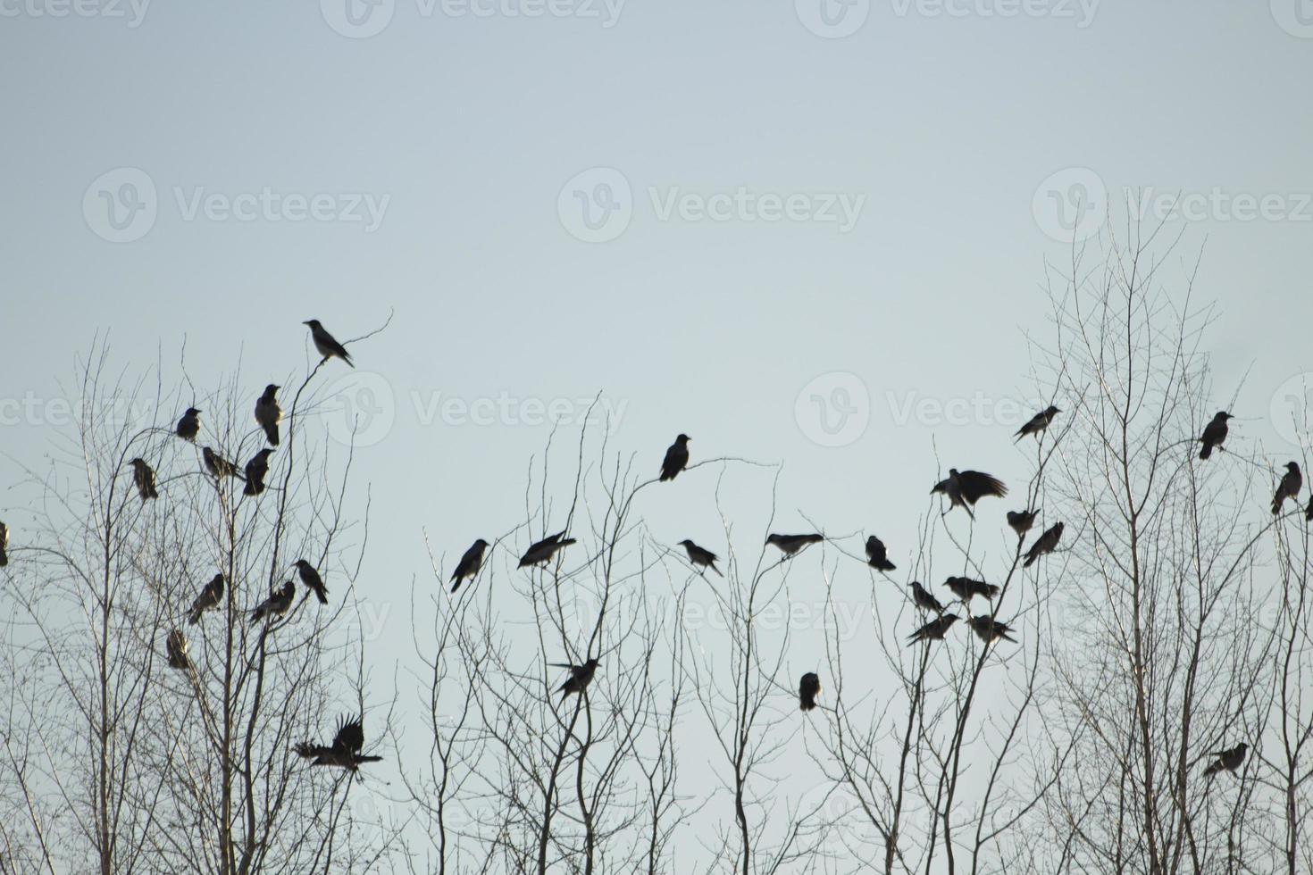 Crows on tree. Lots of birds on branches of tree. photo