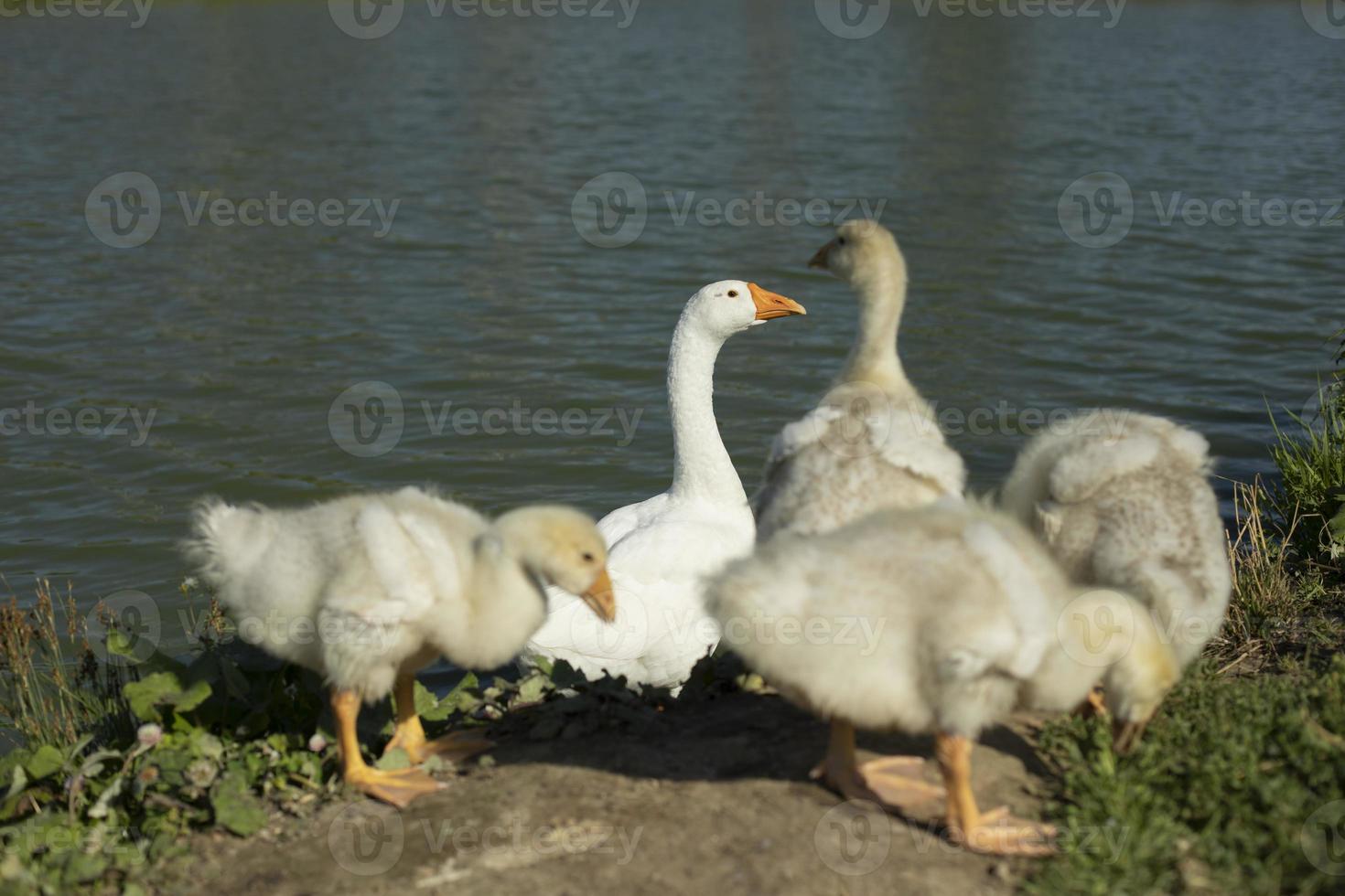 Geese on farm. Goose family in summer. Water birds on shore of pond. photo