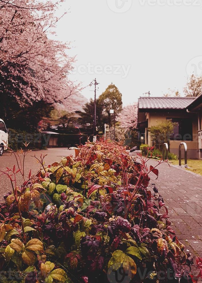 Cherry blossoms are blooming in a village in Kyoto. photo