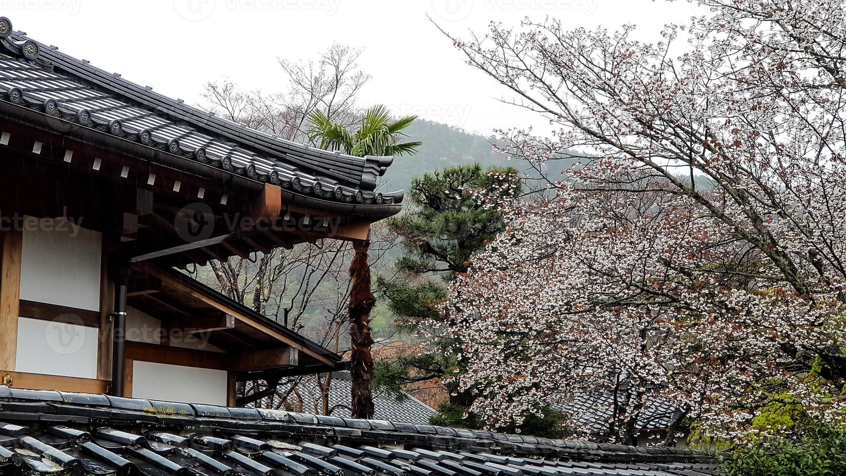 Cherry blossoms are blooming in a village in Kyoto photo