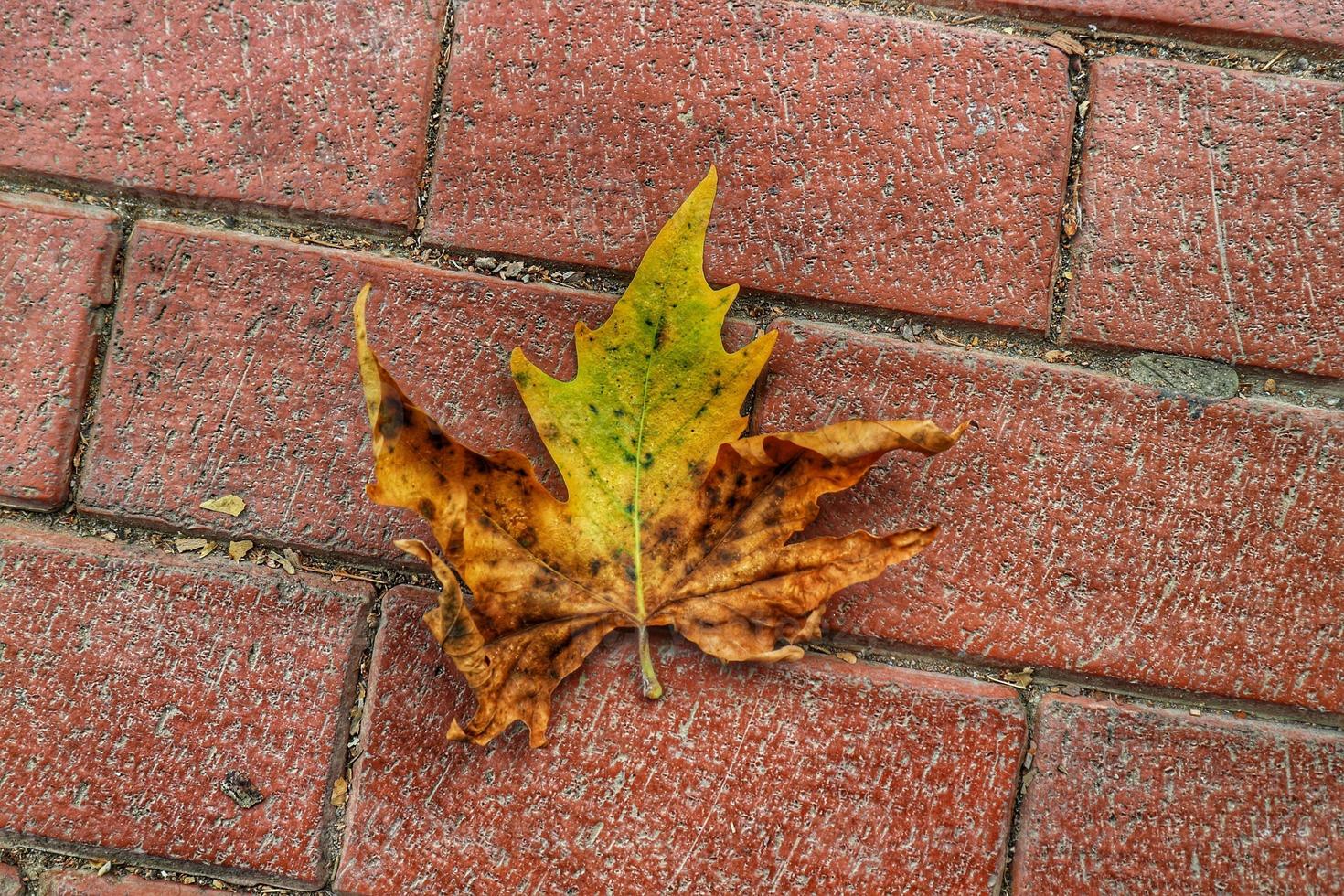 Isolated photo of a maple leaf falling to the ground which is yellowish brown in color. Maple leaves have three to five pointed sides.