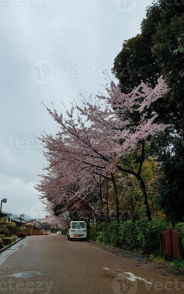Cherry blossoms are blooming in a village in Kyoto. photo