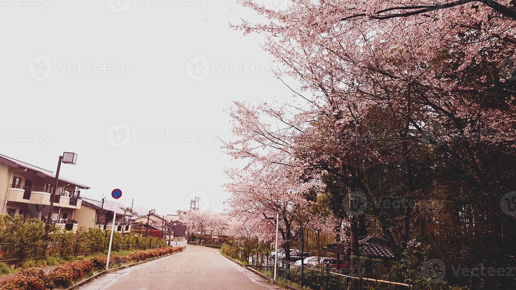 Cherry blossoms are blooming in a village in Kyoto. photo