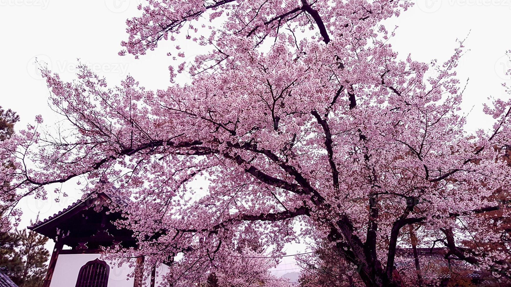 las flores de cerezo están floreciendo en un pueblo de kyoto, foto