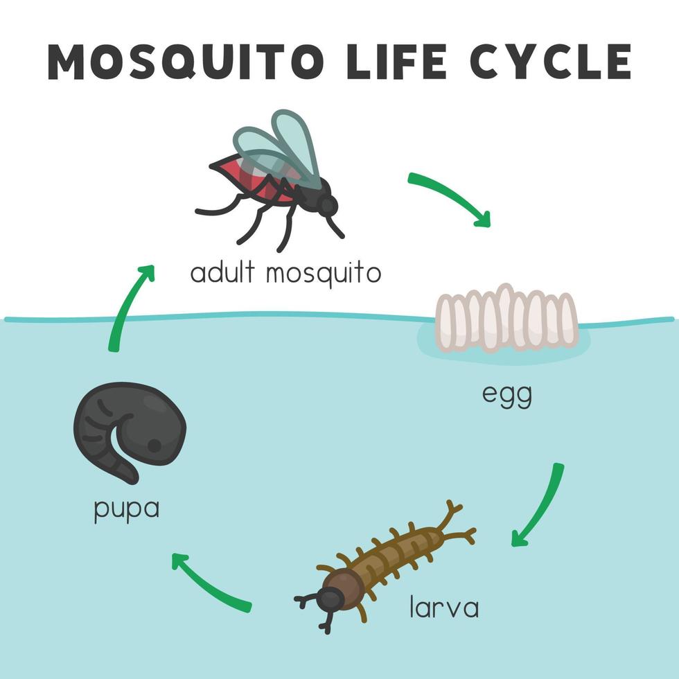 diagrama del ciclo de vida del mosquito en el tema de la ciencia kawaii doodle vector cartoon