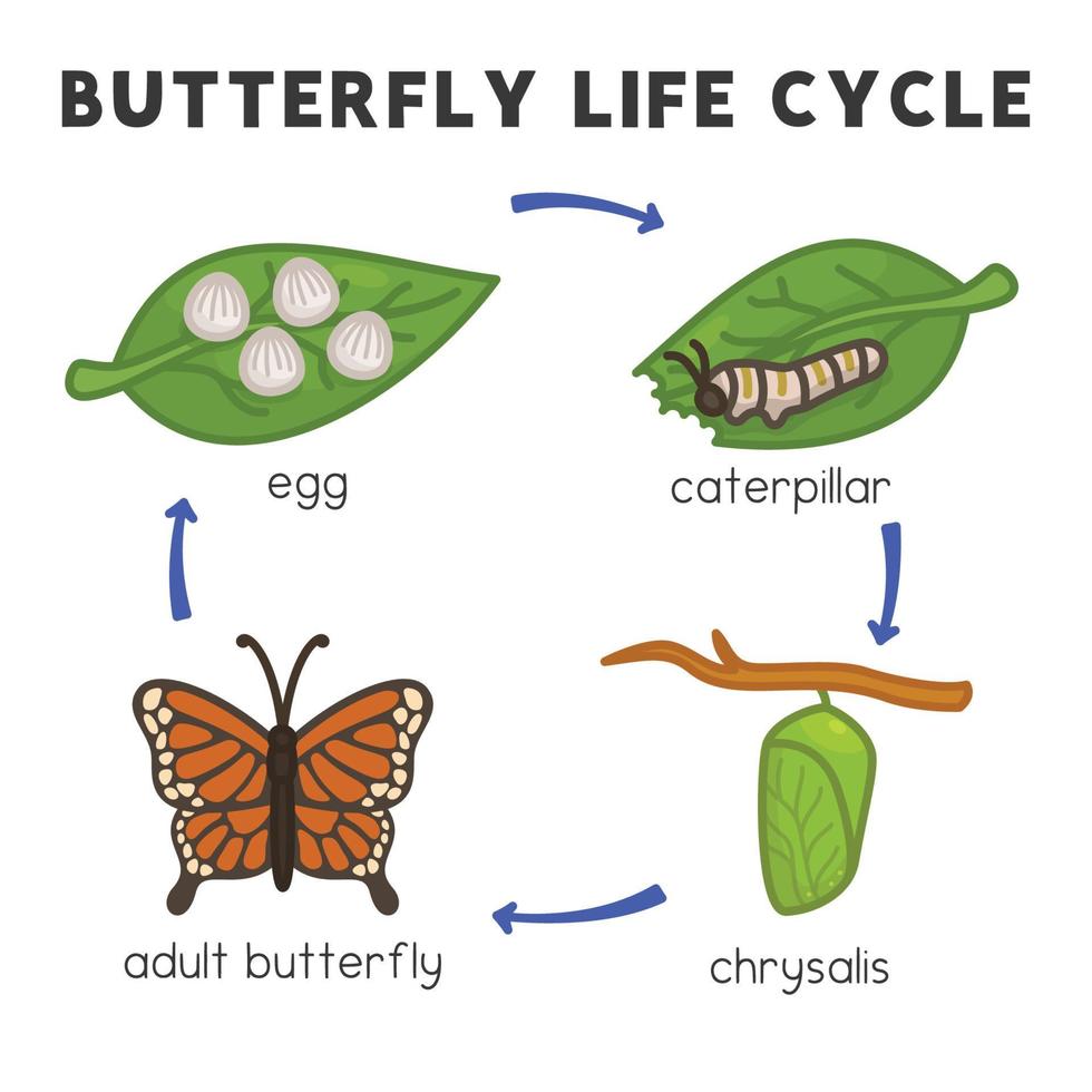 butterfly life cycle diagram chart in science subject kawaii doodle vector cartoon