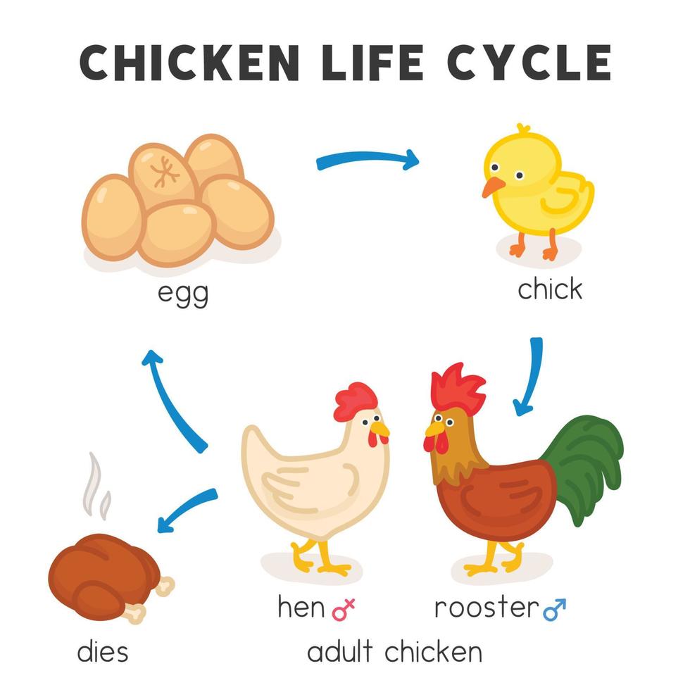 diagrama del ciclo de vida del pollo en el tema de la ciencia dibujos animados vectoriales de garabatos kawaii vector