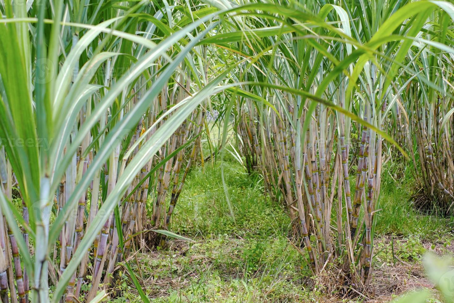 Sugarcane, in sugarcane fields in the rainy season, has greenery and freshness. Shows the fertility of the soil photo