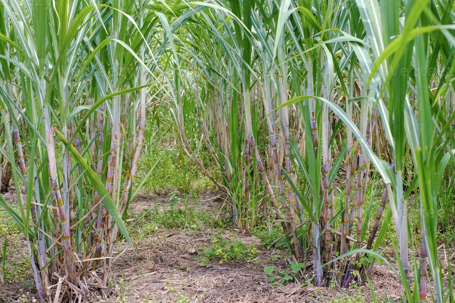 Sugarcane, in sugarcane fields in the rainy season, has greenery and freshness. Shows the fertility of the soil photo