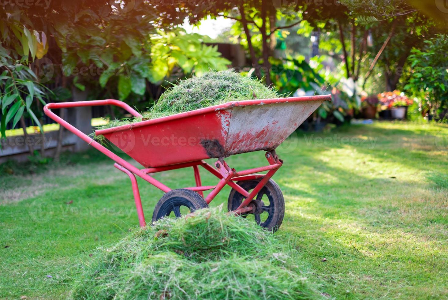 carro naranja está empacando hierba verde cortada en el patio delantero para su eliminación, corte, cuidado del hogar, césped verde.cortar la hierba foto