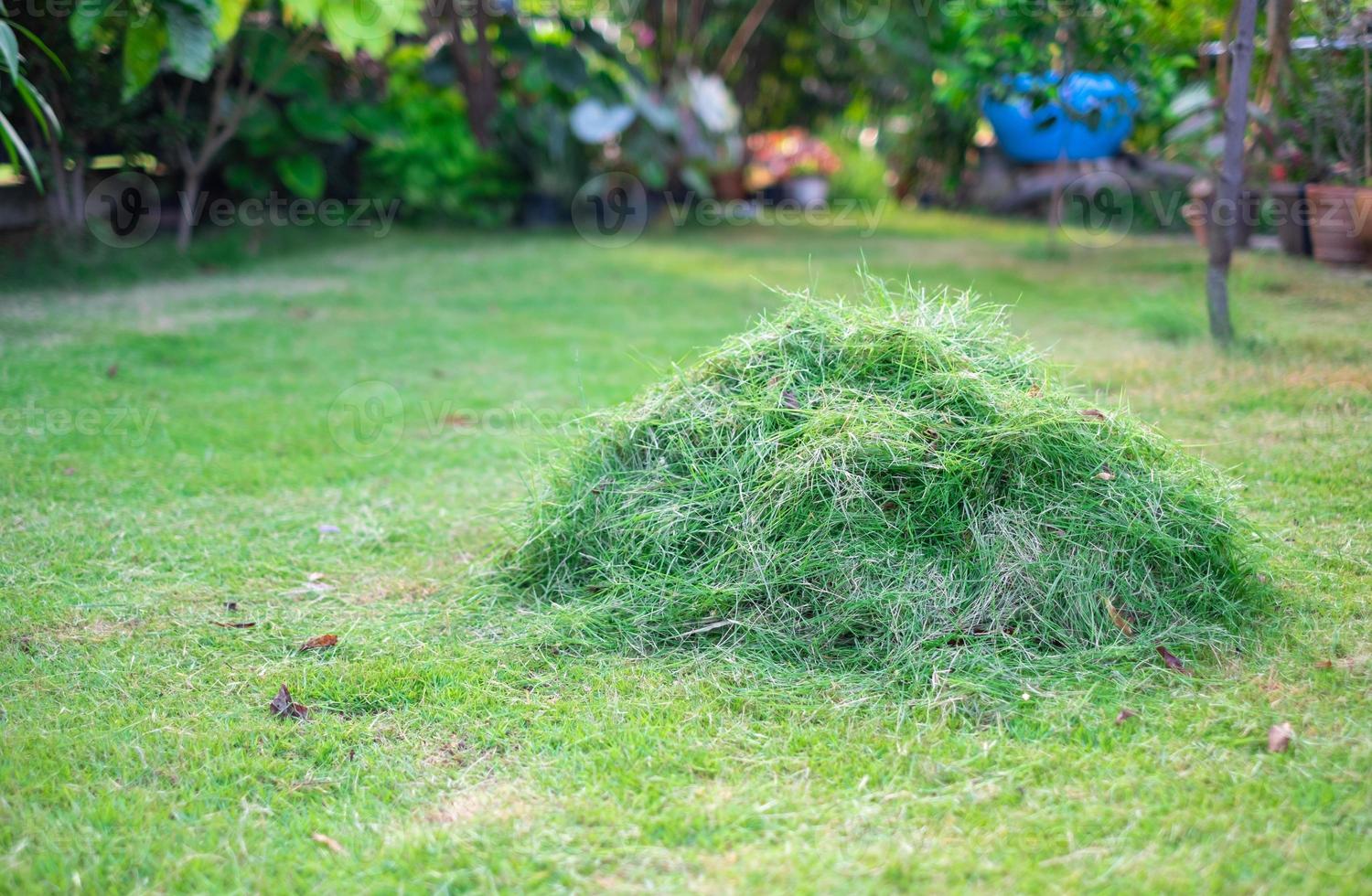 green haystack mowed in front lawn for disposal, mowing, home care, green lawn,cut the grass photo