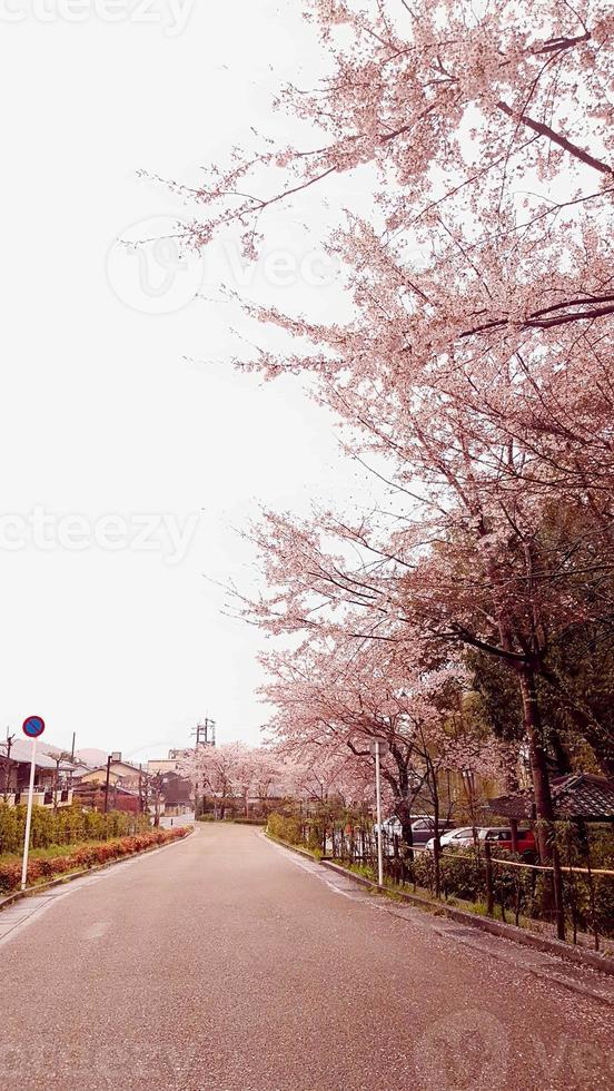 Cherry blossoms are blooming in a village in Kyoto. photo