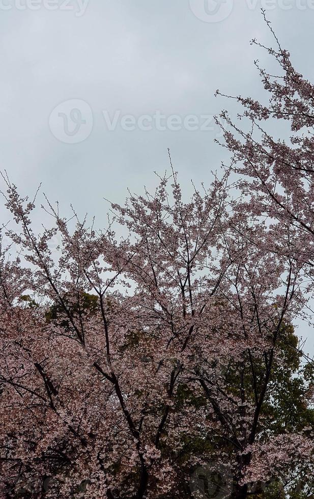 Cherry blossoms are blooming in a village in Kyoto. photo