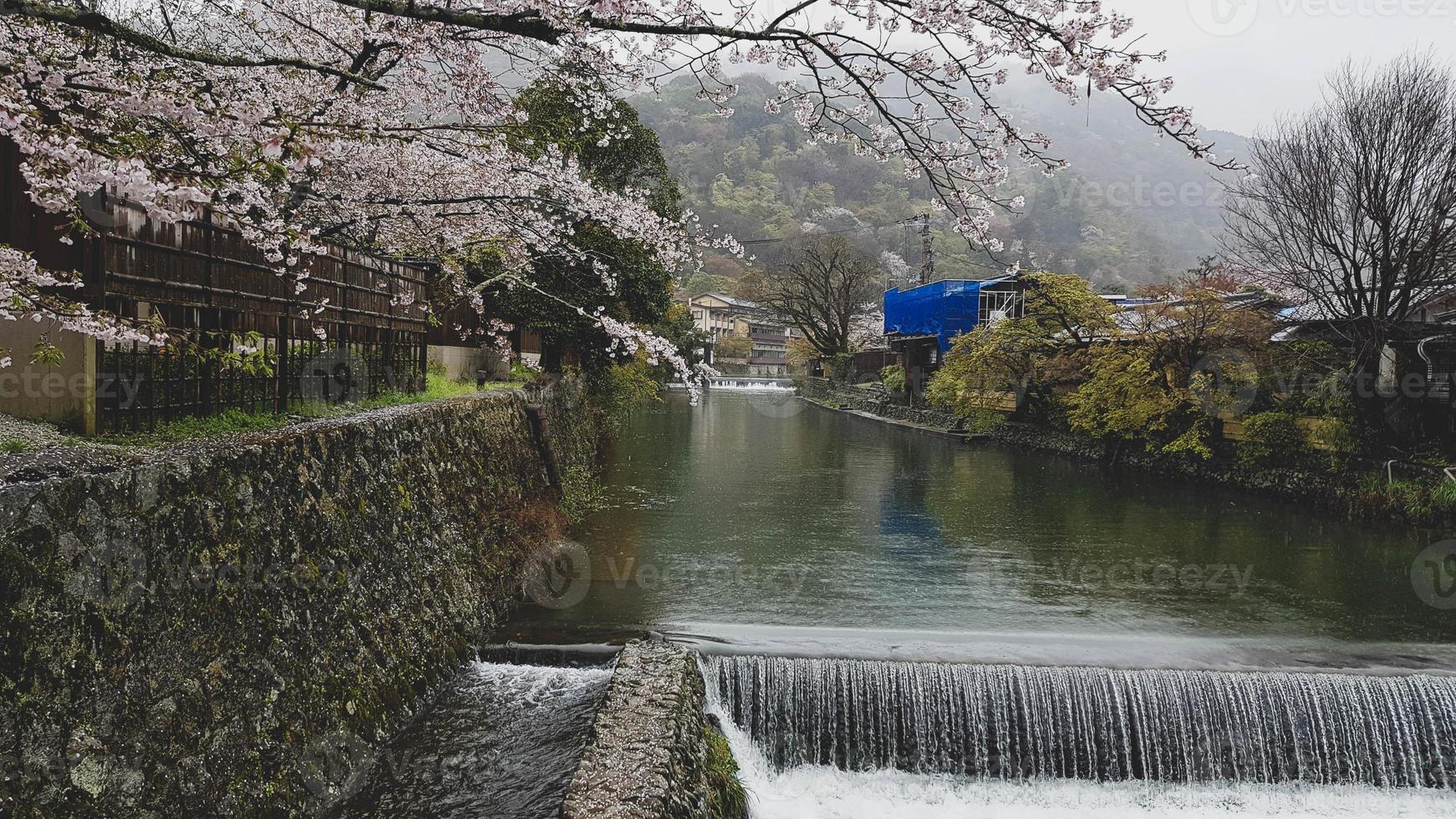 Beautiful cherry blossoms on the edge of Hozu, which is at the foot of the Arashiyama mountains. With a small flowing waterfall. photo