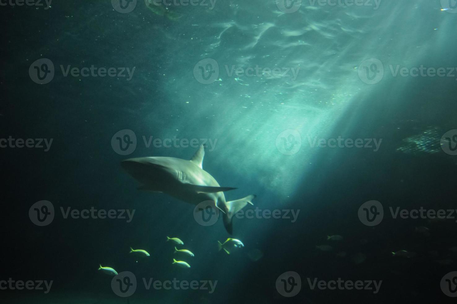 White shark flaoting in the deep ocean photo