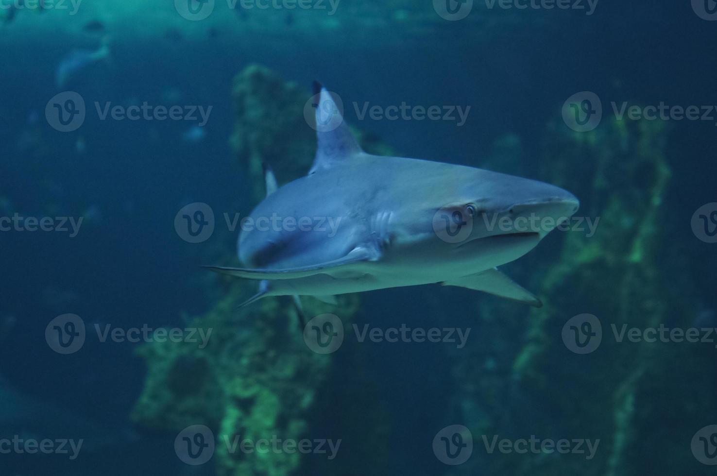 White shark swimming in the deep coral sea photo