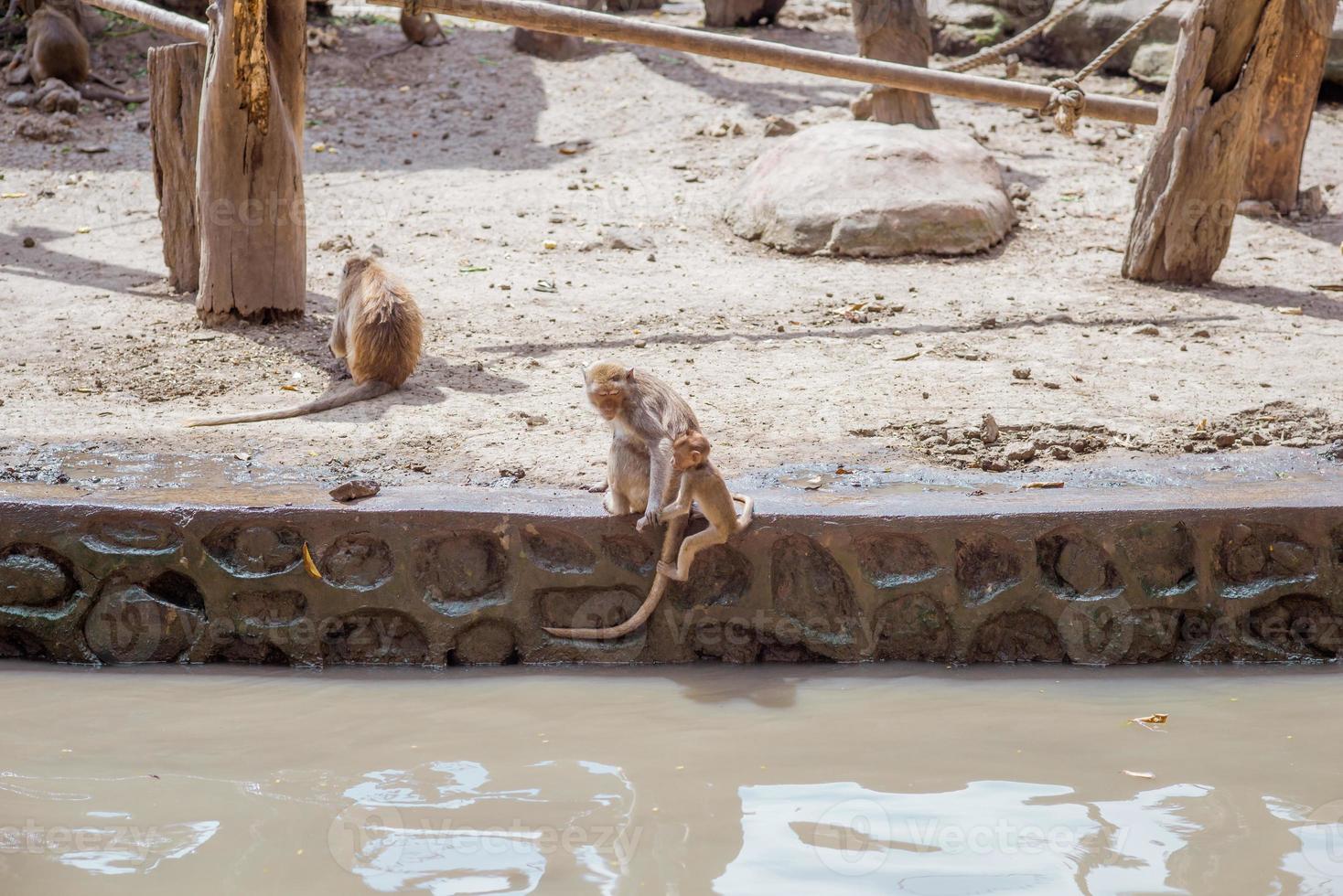 A group of monkey species in the zoo. photo